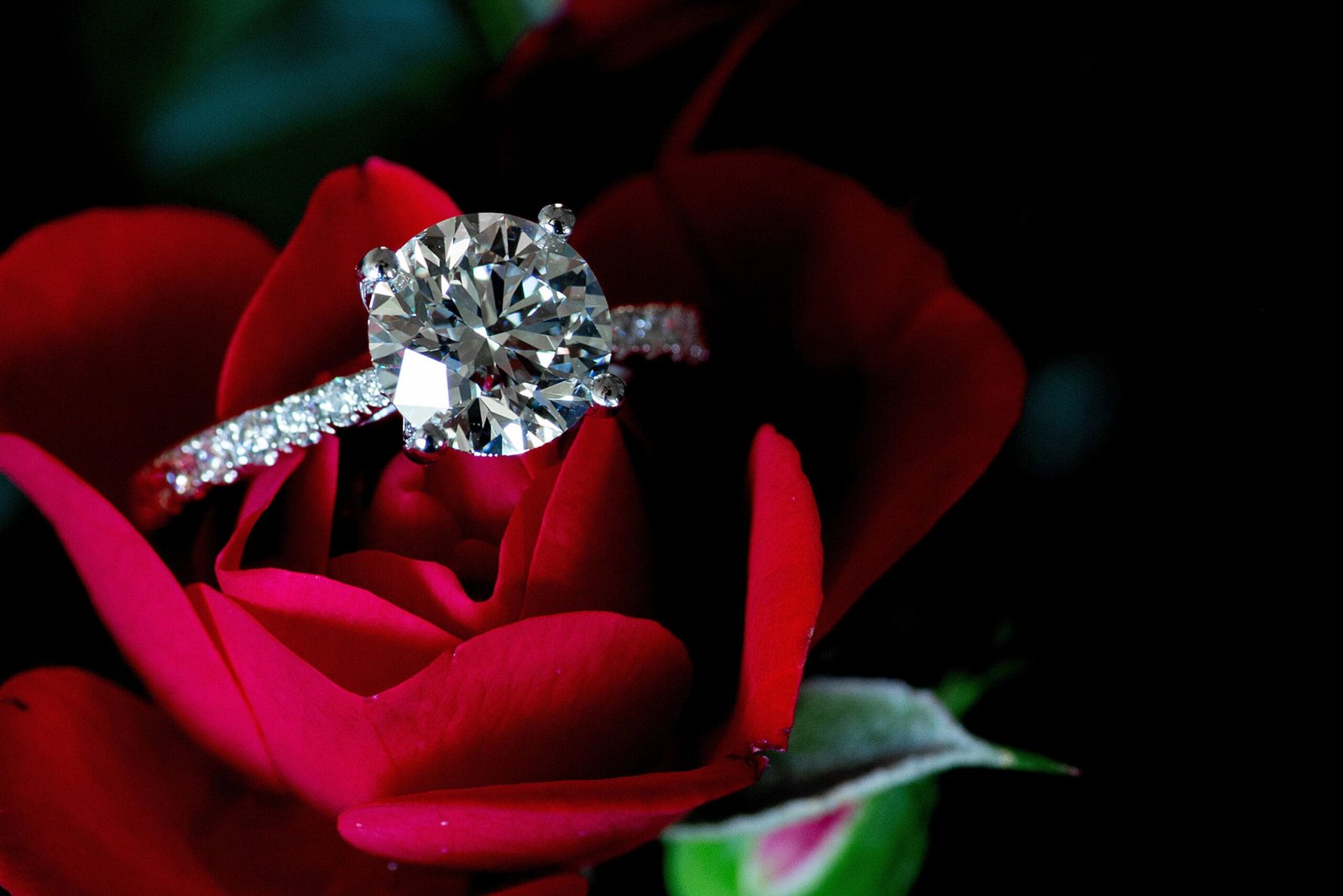 diamond ring on rose petal
